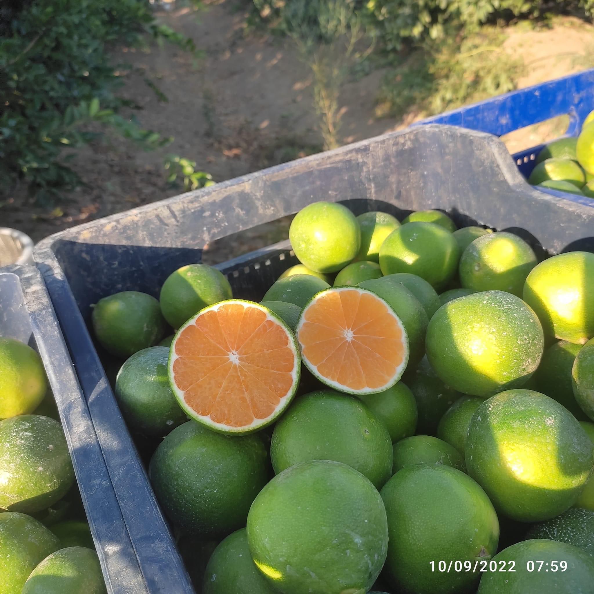 Mandarin export