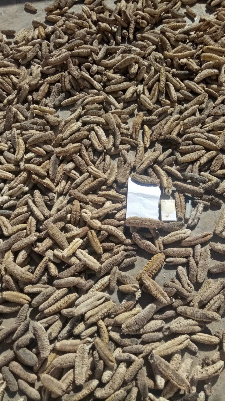 Sea cucumber 1 tons everymonth