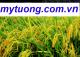 MY TUONG CORP