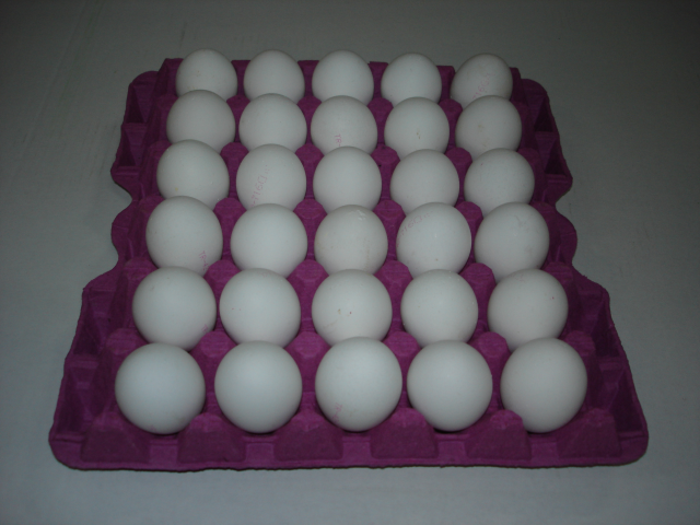eggs