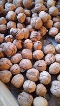 WALNUTS IN SHELL