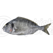 Seabream Fish