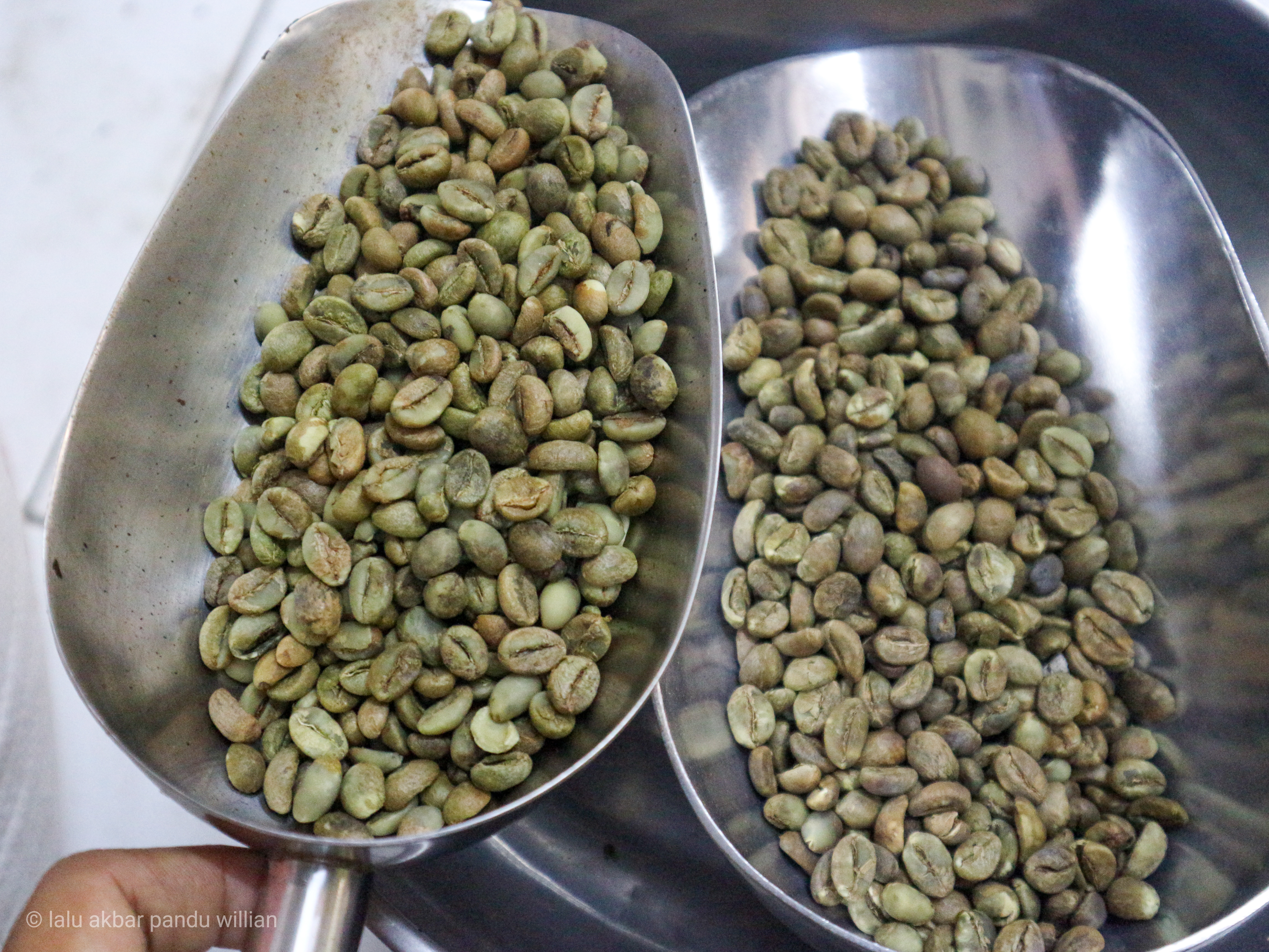 Robusta Green Coffee 