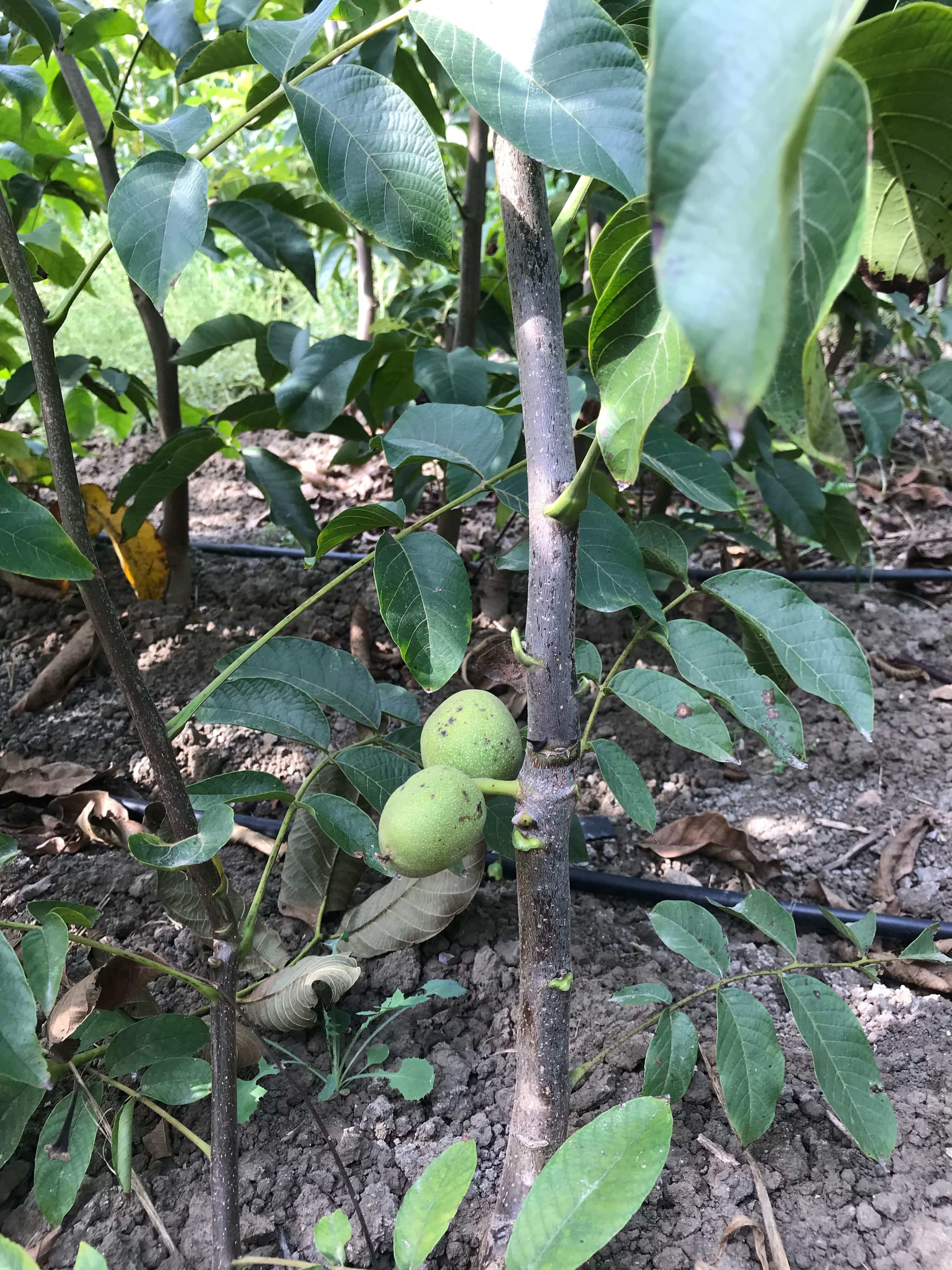 Chandler Walnut Sapling