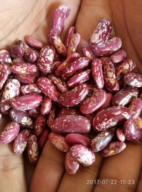 kidney beans