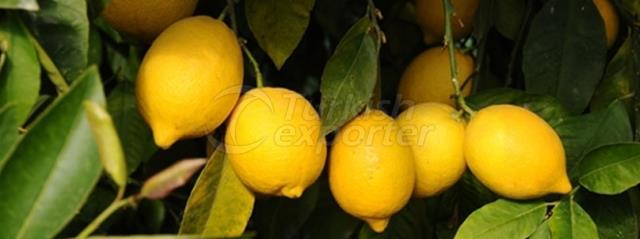 Kutdiken Limon