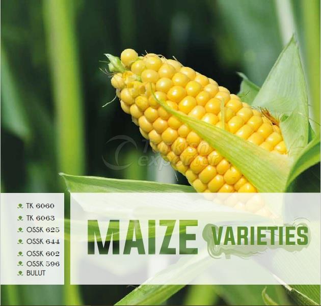 Maize Seed