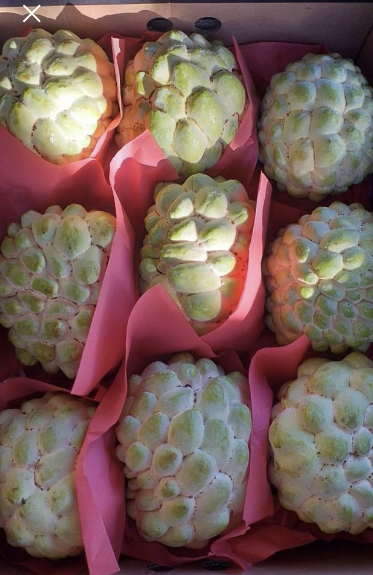 Custard Apple