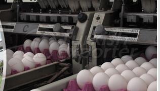 Egg Production