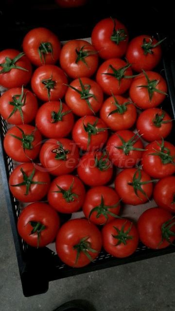 Tomato