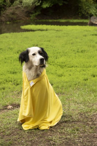 Toallas para mascotas, bolsa de secado, bata de secado, cama para perros