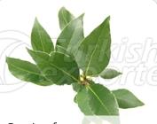 Bay Leaf