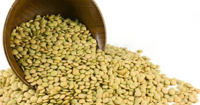 Green Lentil