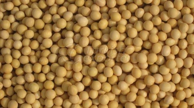 Soybeans (Glycine max L.)