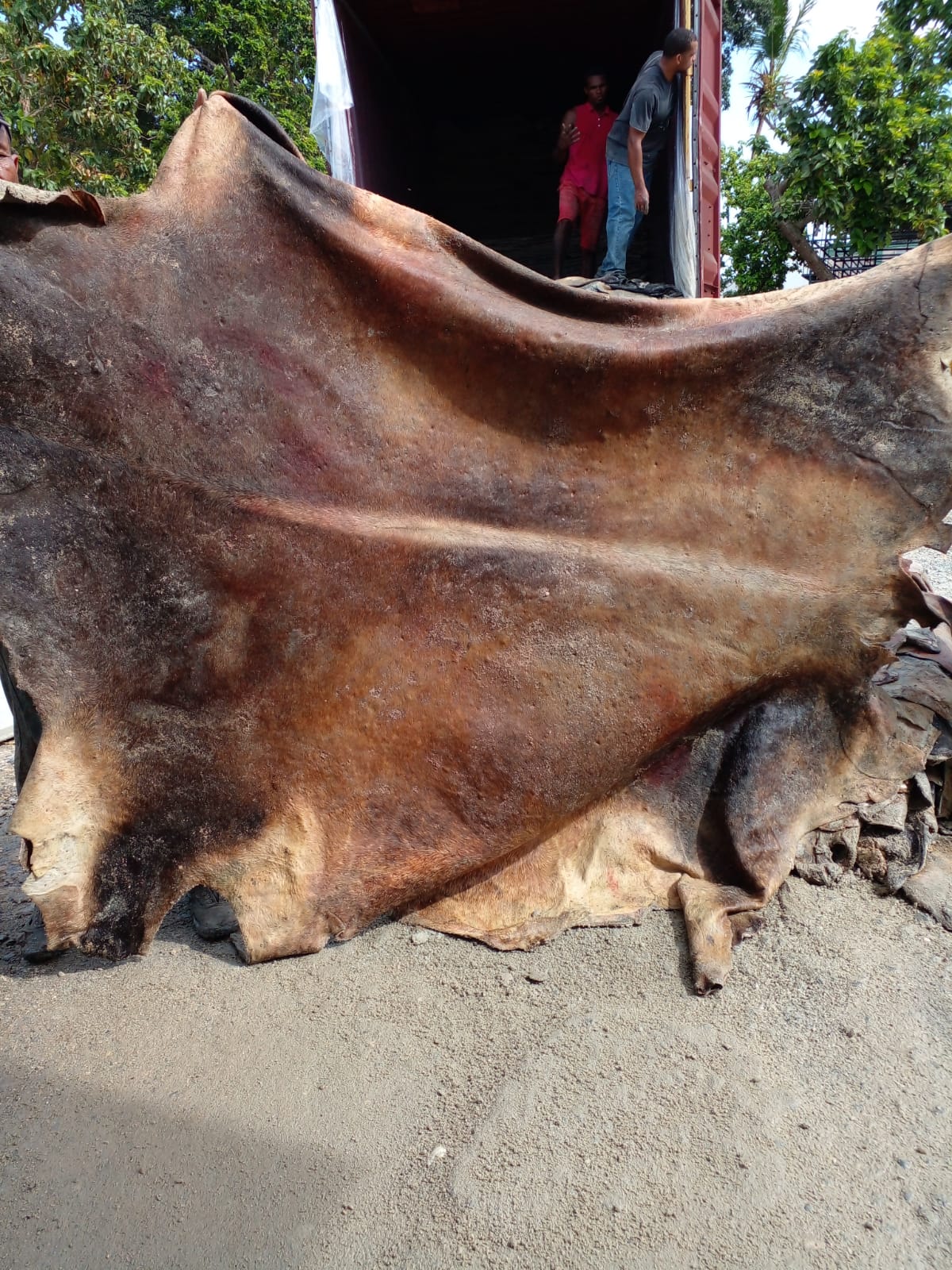 Wet Salted Bovine and Cow Hides/Skins