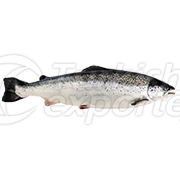 Norwegian Salmon