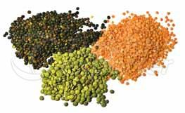 Lentils
