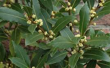 Bay Leaf Oil