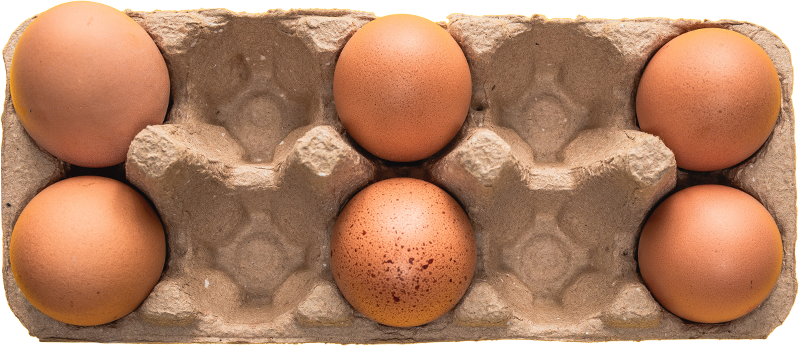 Cage-Free Chicken Egg