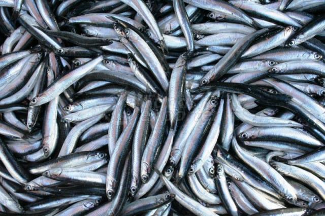 ANCHOVIES FRES ( DEPENDS .........)