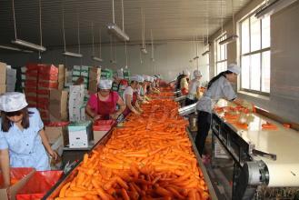 China Fresh Carrots