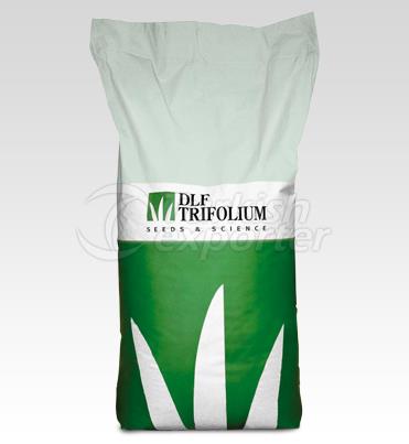 Italian Ryegrass - Udine