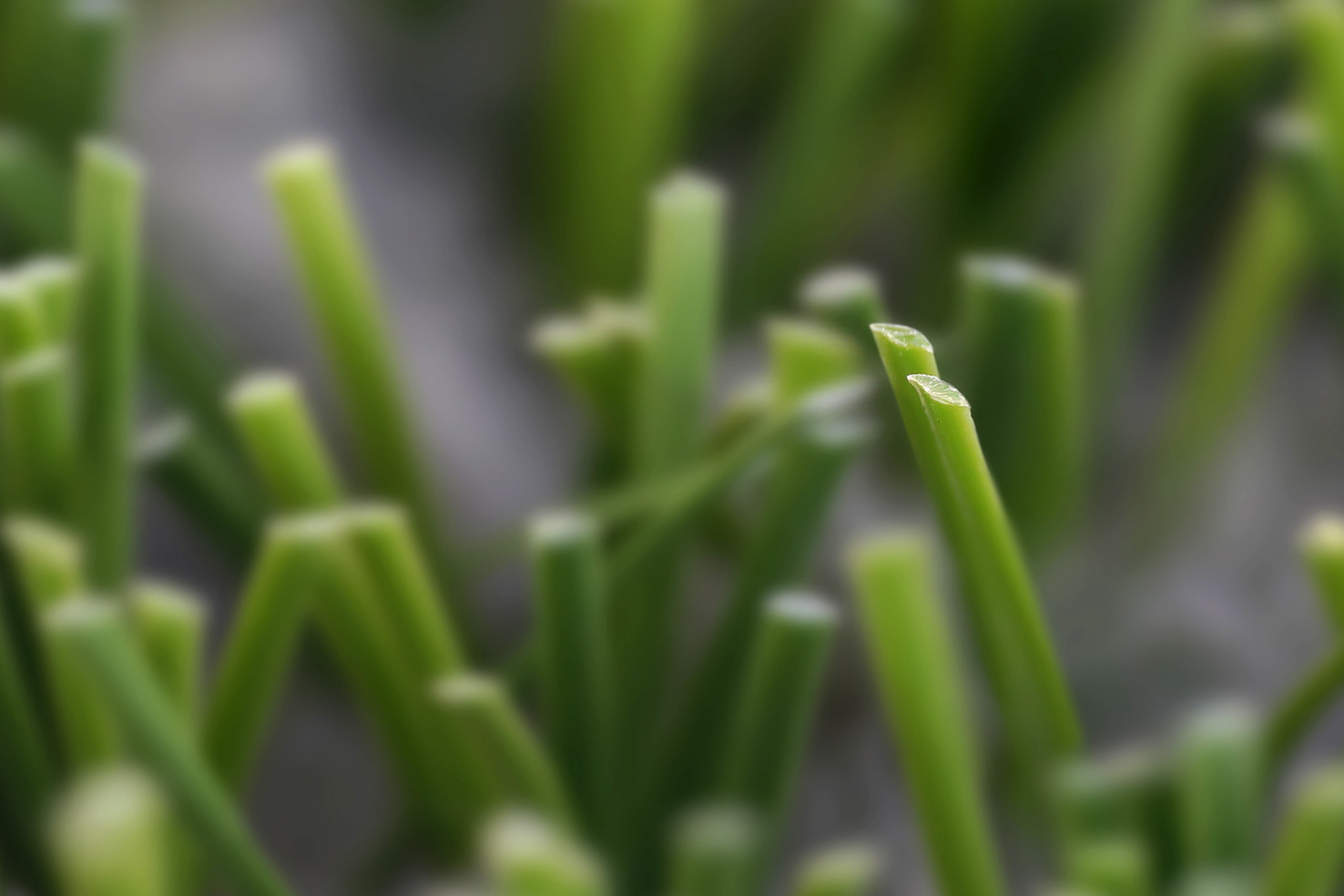 Synthetic Turf