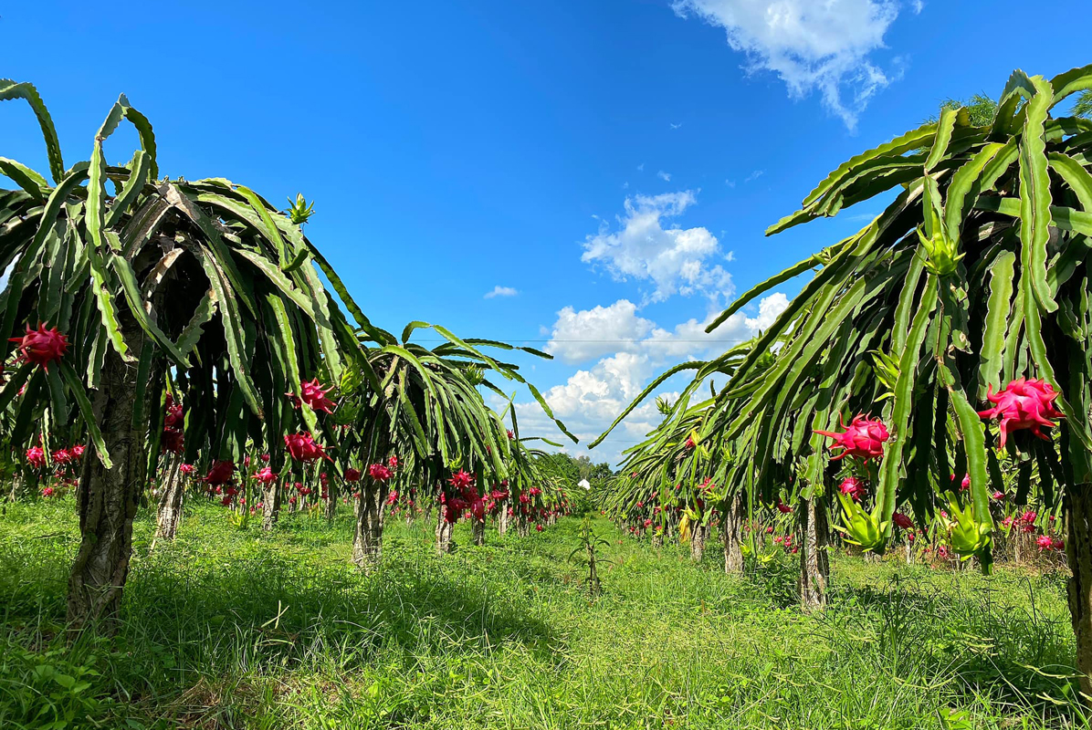 Tropical Fruits