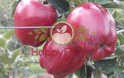 Apple Red Chief