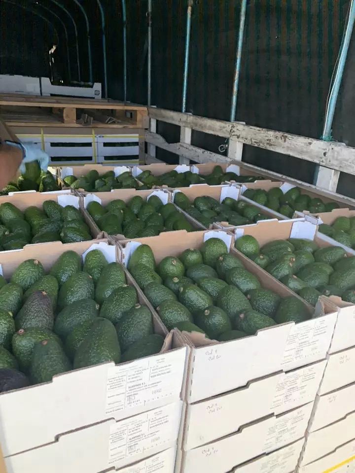 Fresh Kenyan Avocado Hass Avocado