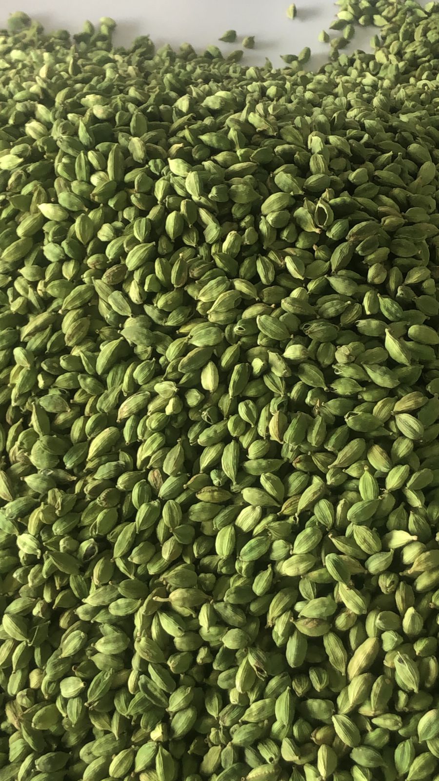 Cardamom