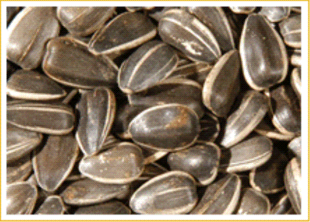 Dakota Sunflower Seeds - Dakota Aycekirdegi KORKMAZLAR CO. LTD.