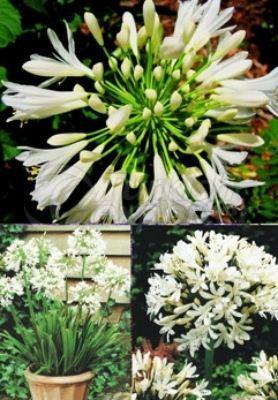 Agapanthus