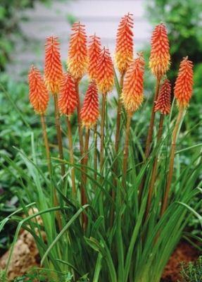 Kniphofia