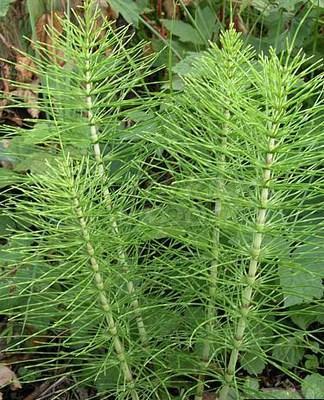 Horsetail