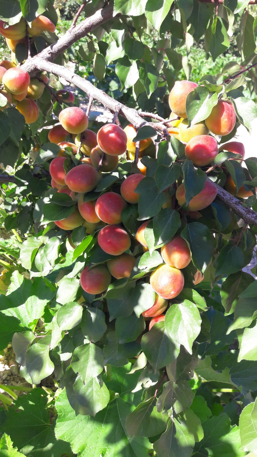 Apricot Sapling