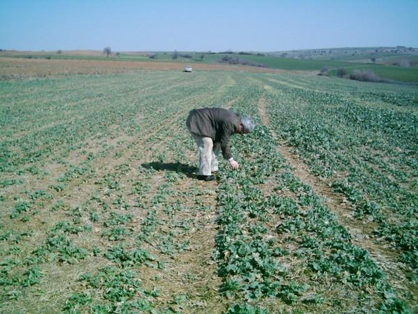 Canola Sim Derma