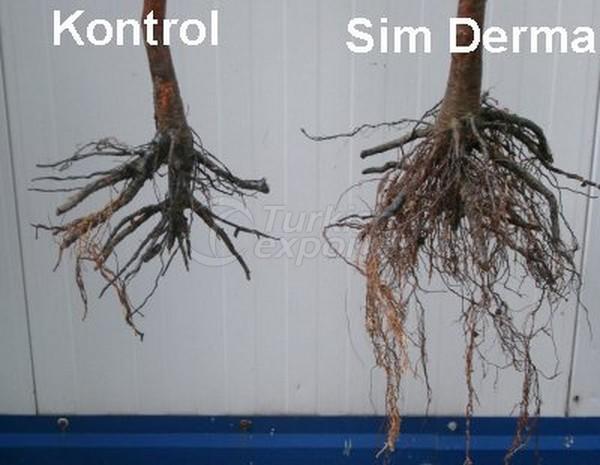 Kiraz Kök Sim Derma