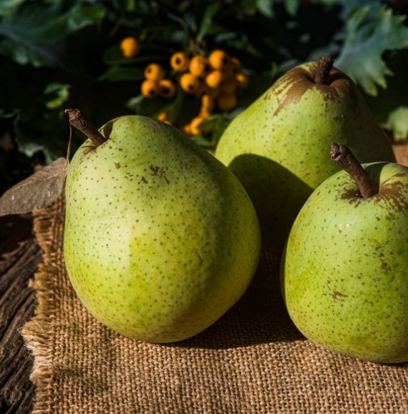 Pear - Santamaria