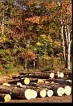 Logs