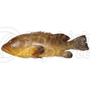 Rock Grouper