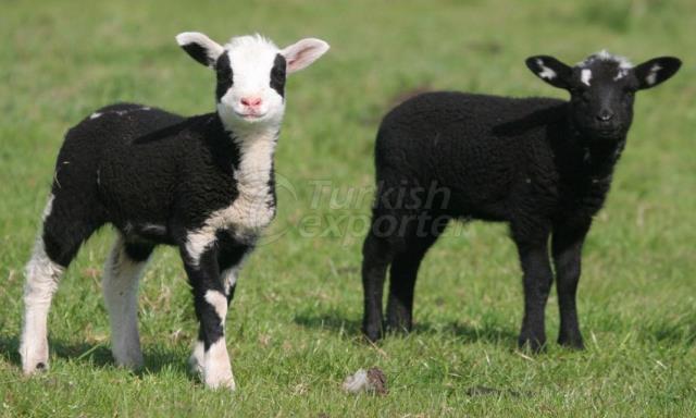 Lamb Fattening Feed