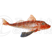 Red Gurnard