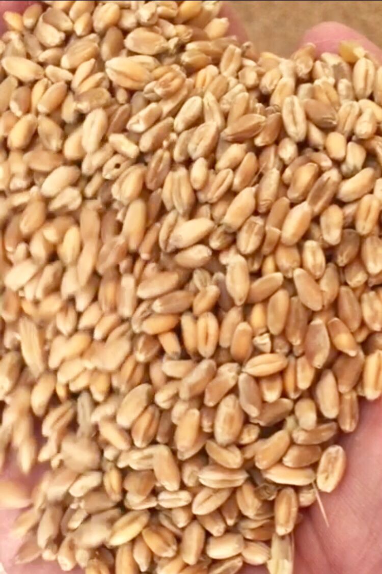 Durum Wheat