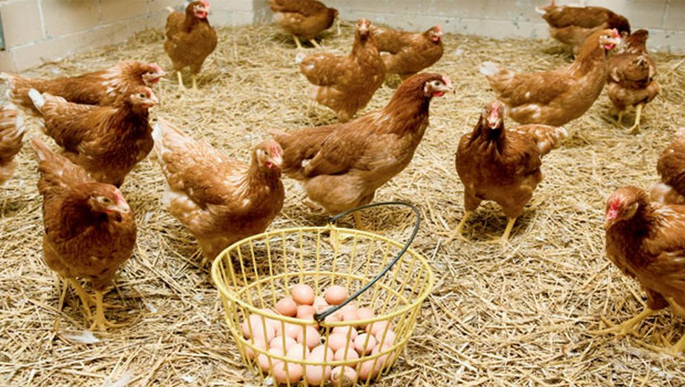 Pullet Developer Feeds