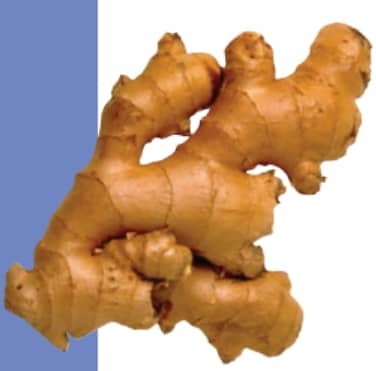 Ginger: Zingiber officinale