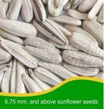 Sunflower Seeds