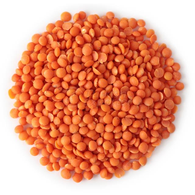 Red Lentil