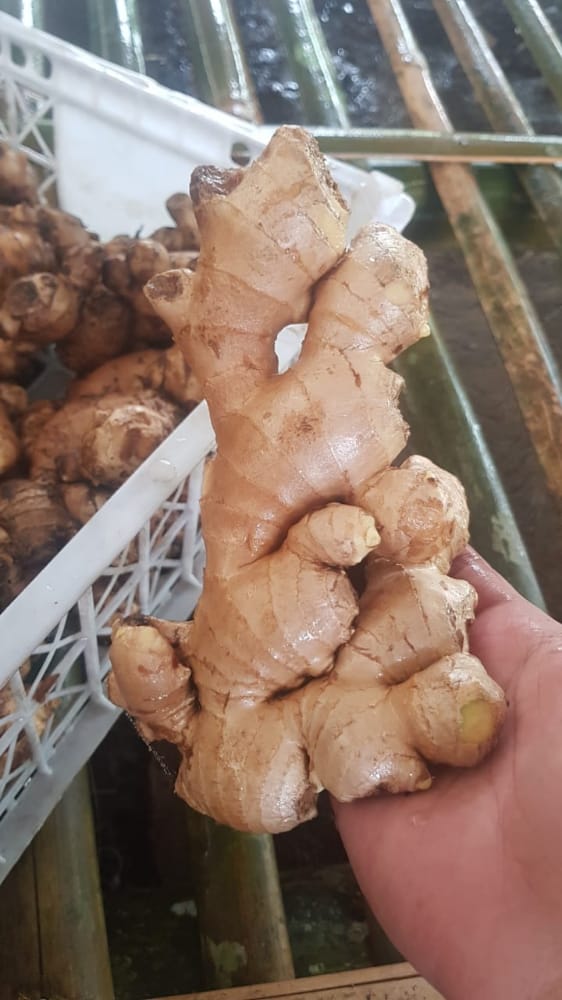 Fresh Whole Ginger