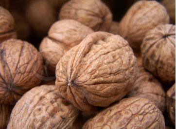 Walnut